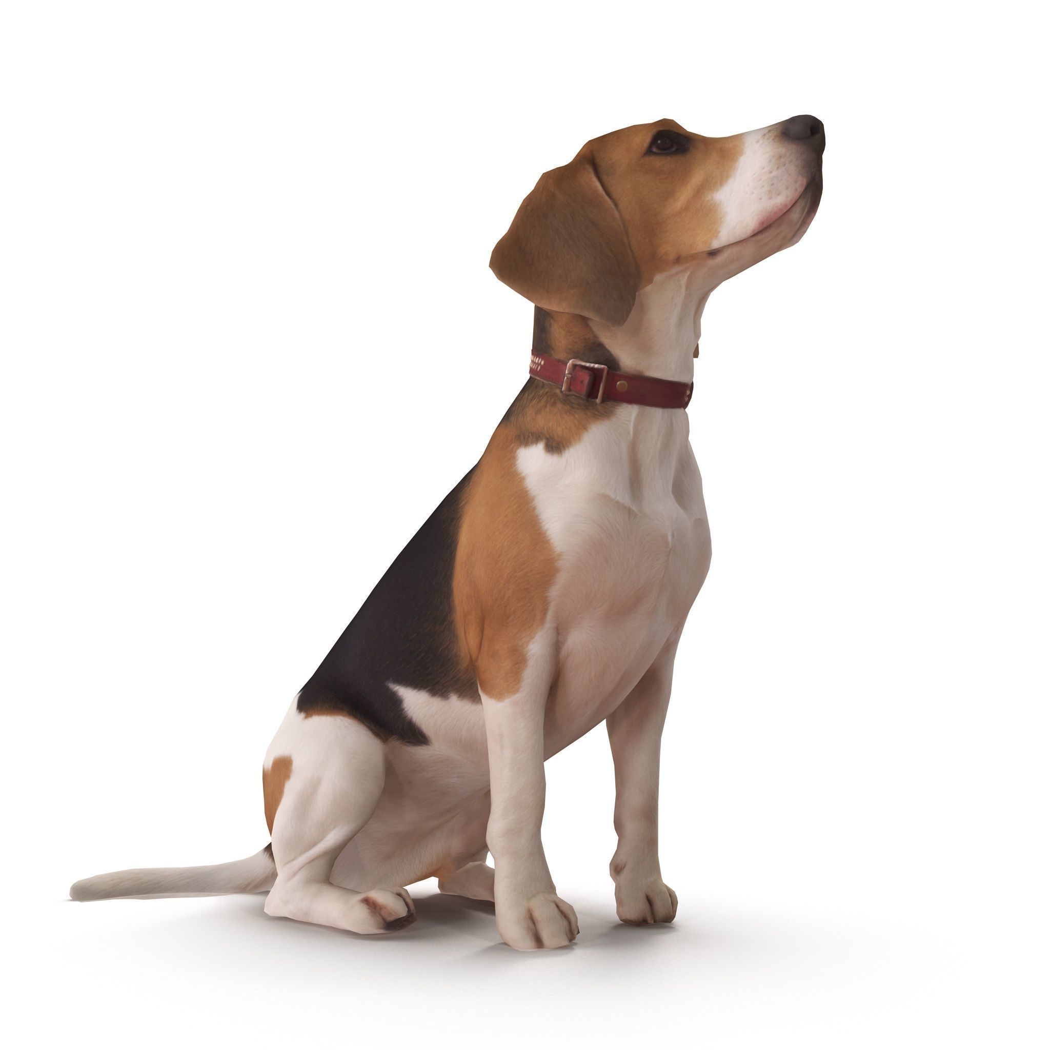 Beagle Low-poly 3D model_3