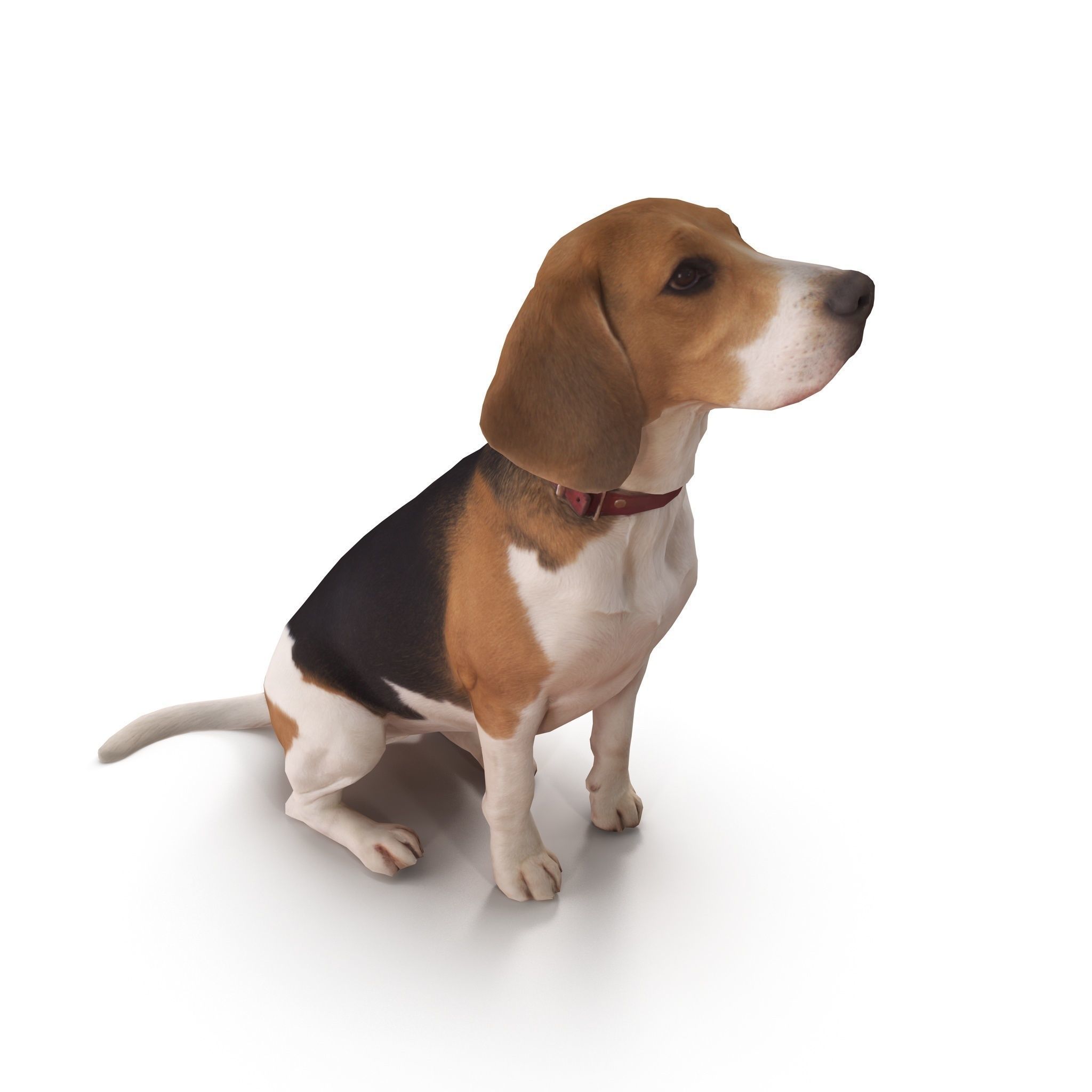Beagle Low-poly 3D model_5
