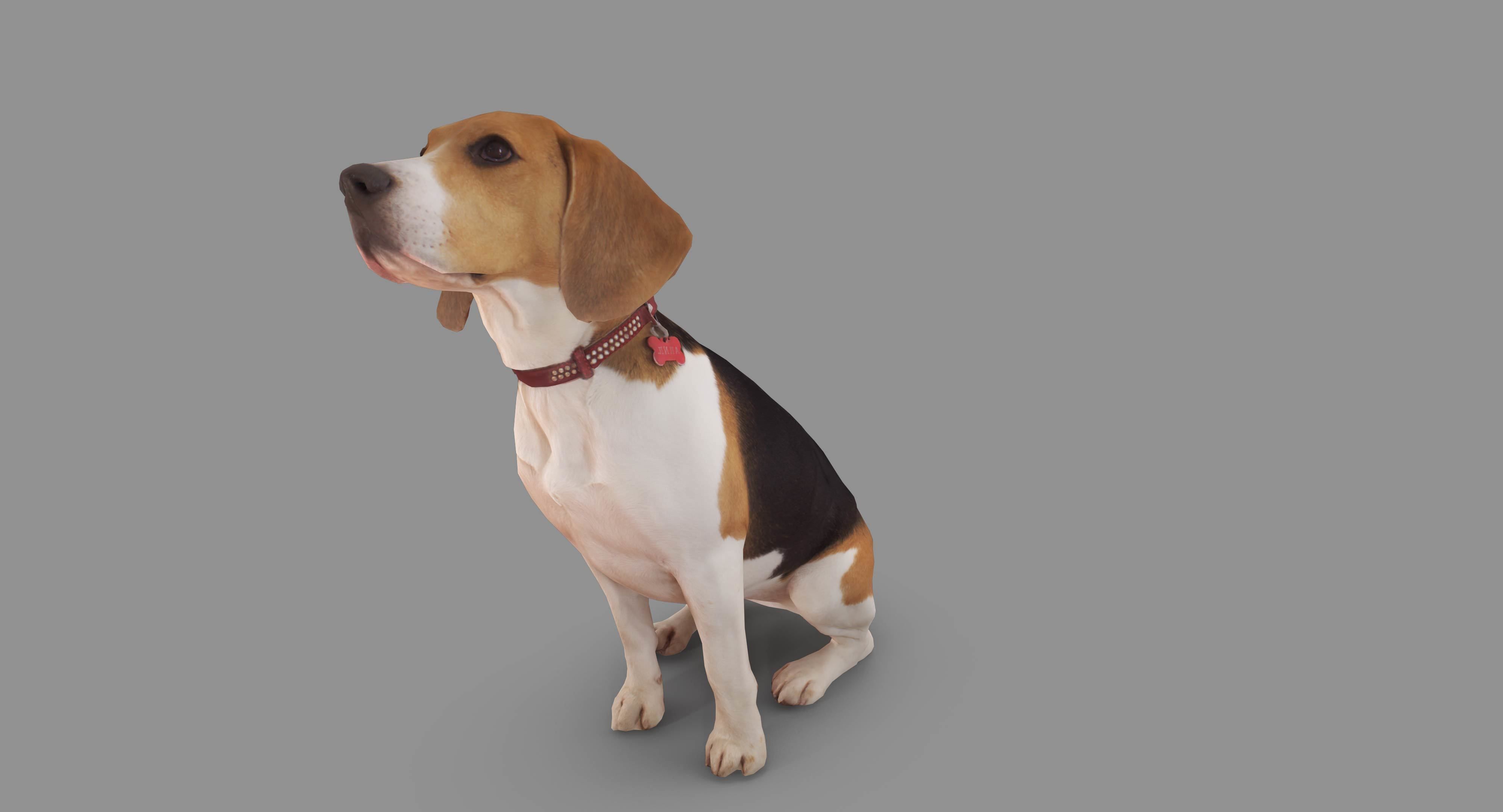Beagle Low-poly 3D model_7