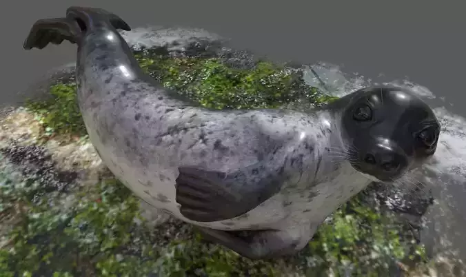 Common Seal Rigged Low-poly 3D model