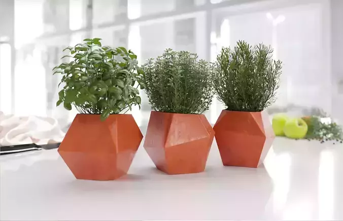Pots with plants