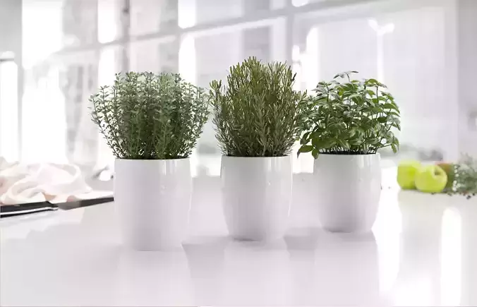 White flower pots with herbs 3D model