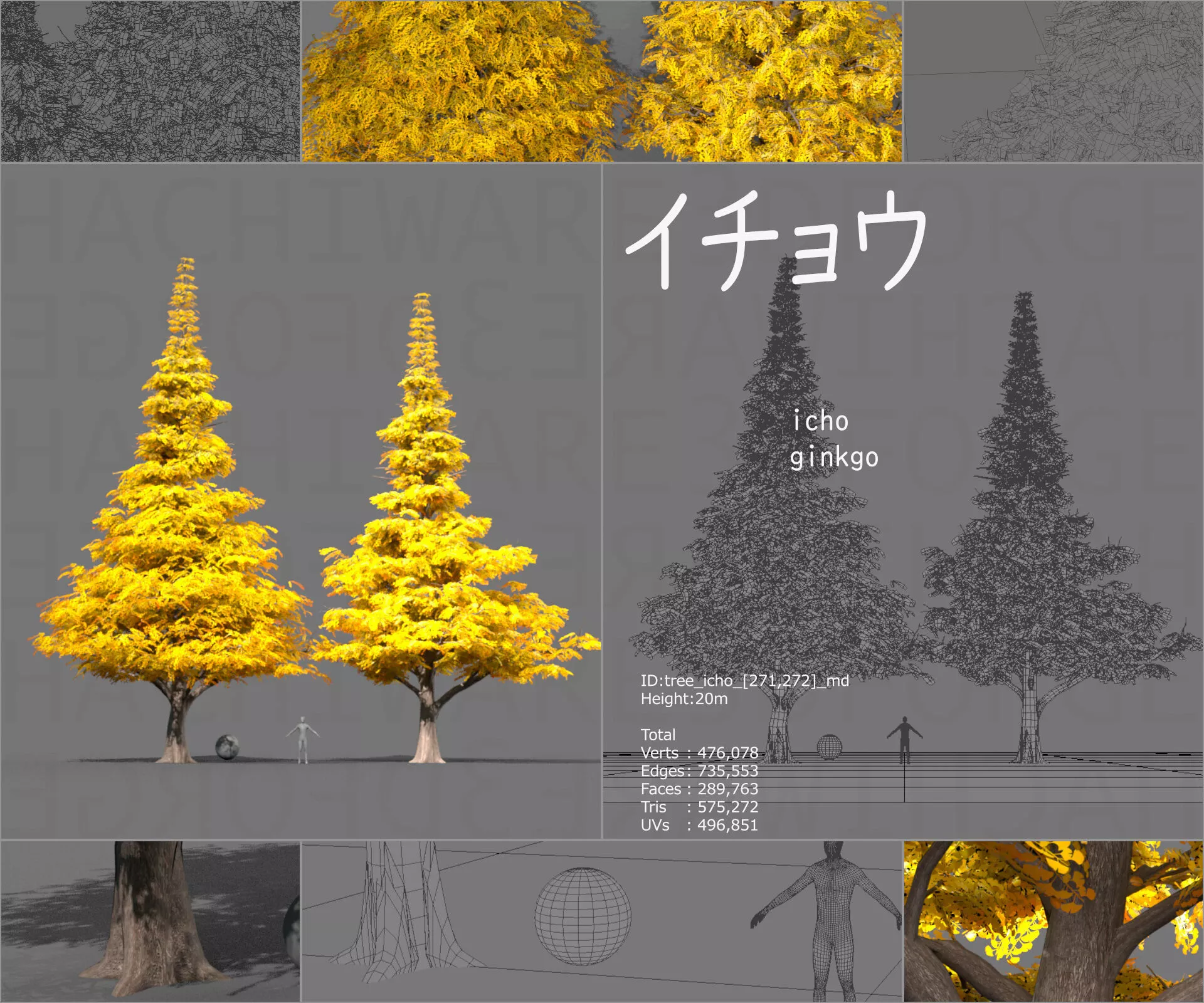 Icho Ginkgo Tree 3D model