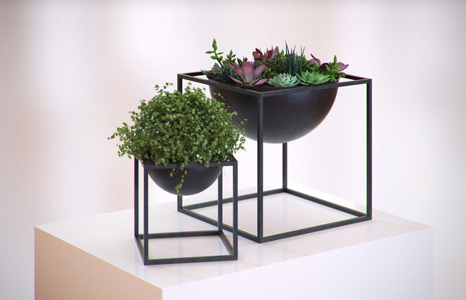 Plants in a cube vases HG2 3D model