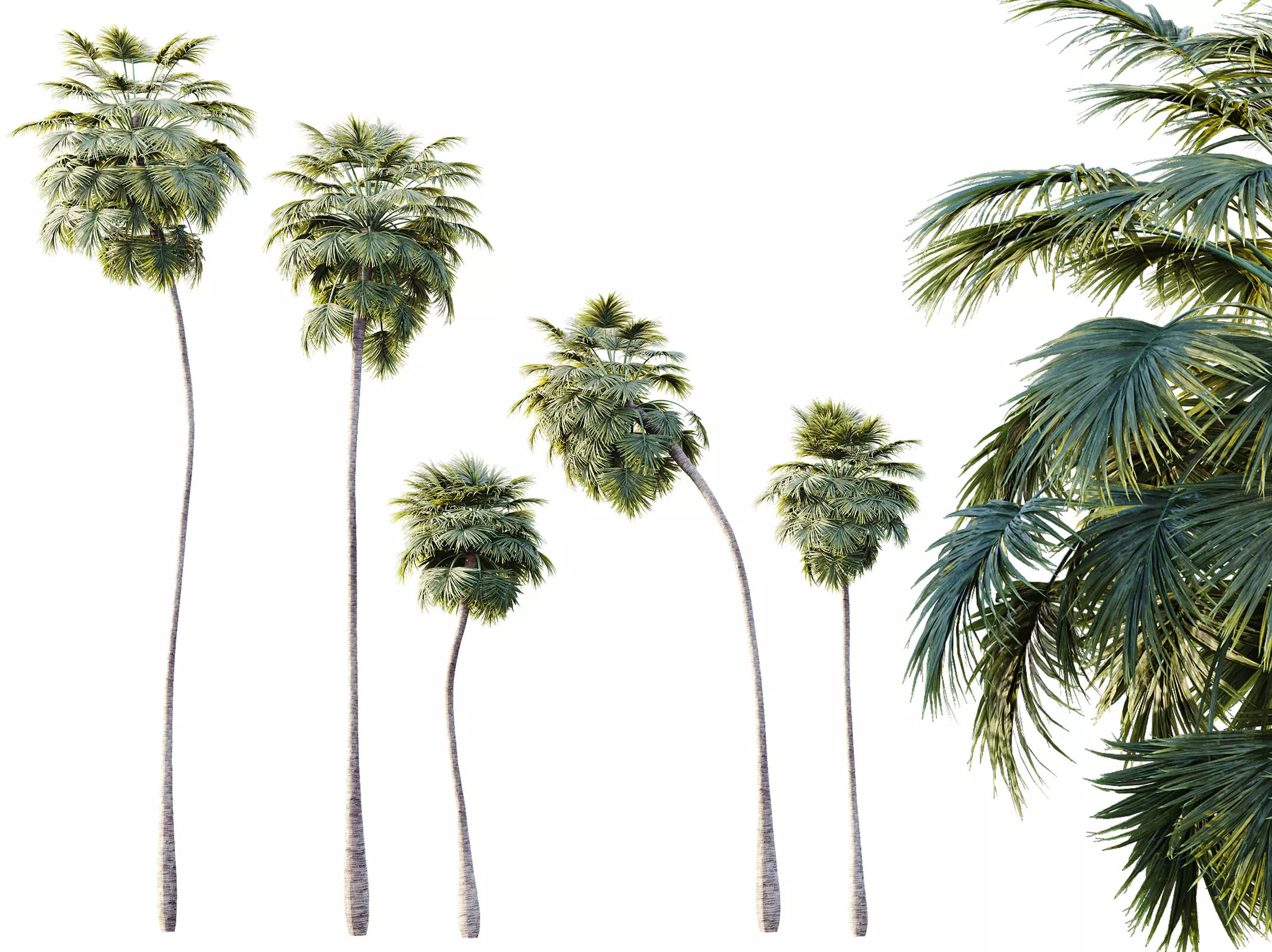 AV Plant Borassus Flabellifer Palm Tree 01 3D model