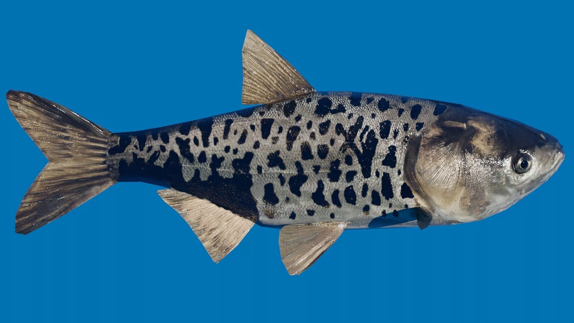 Bighead carp and Silver carp Low-poly 3D model
