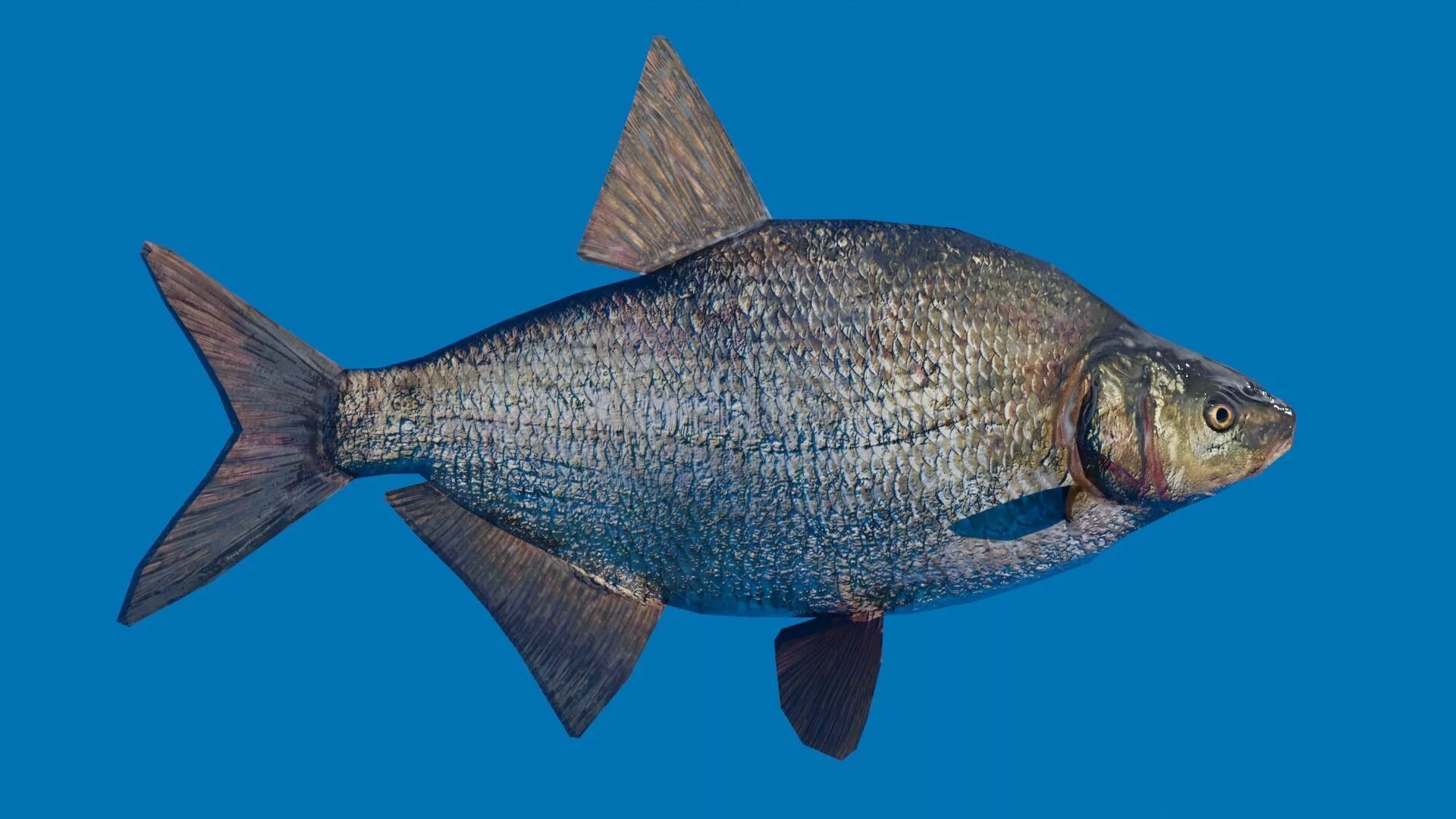 Common bream Fish Low-poly 3D model