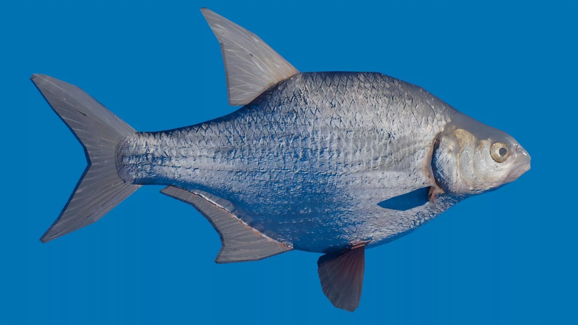 White bream Fish Low-poly 3D model