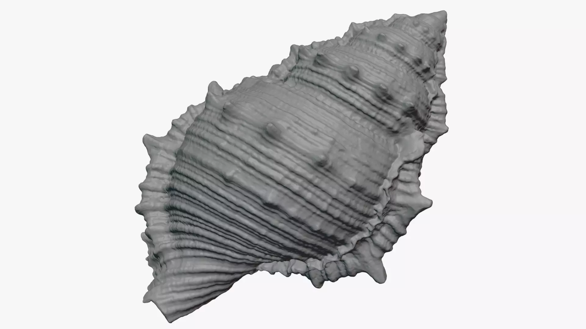 Bursa Spinosa Shell - For 3D Print 3D print model