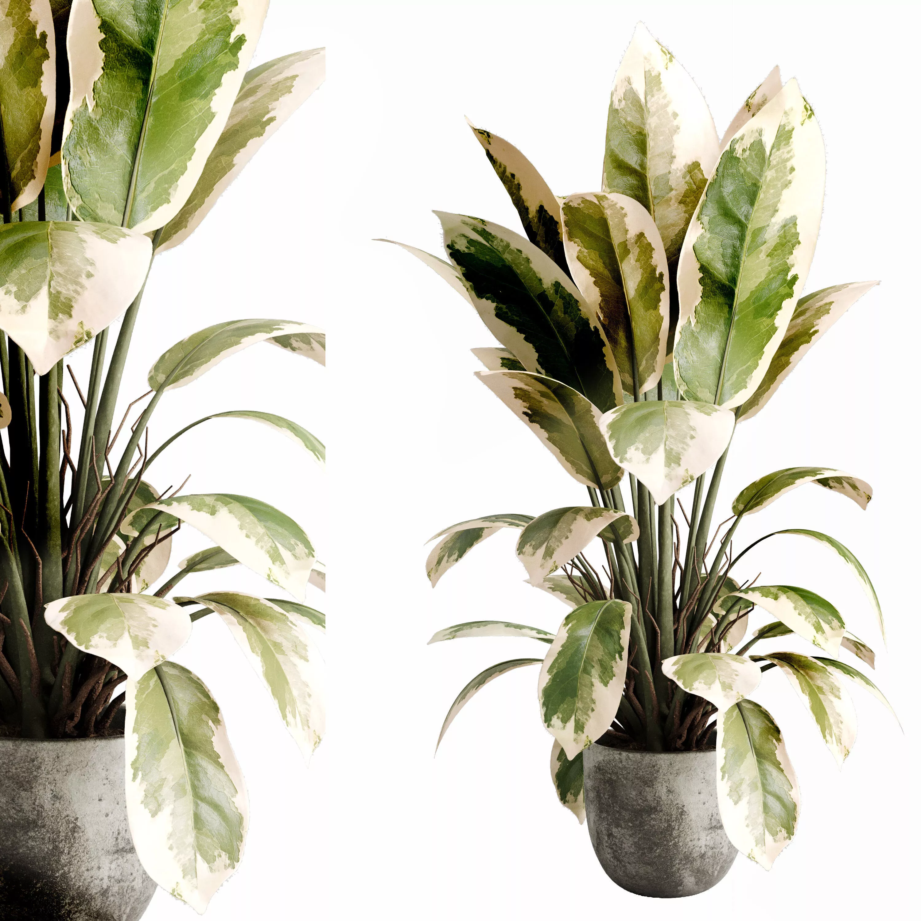 Benjamin Plant - indoor plant set 745 concrete dirty vase 3D model