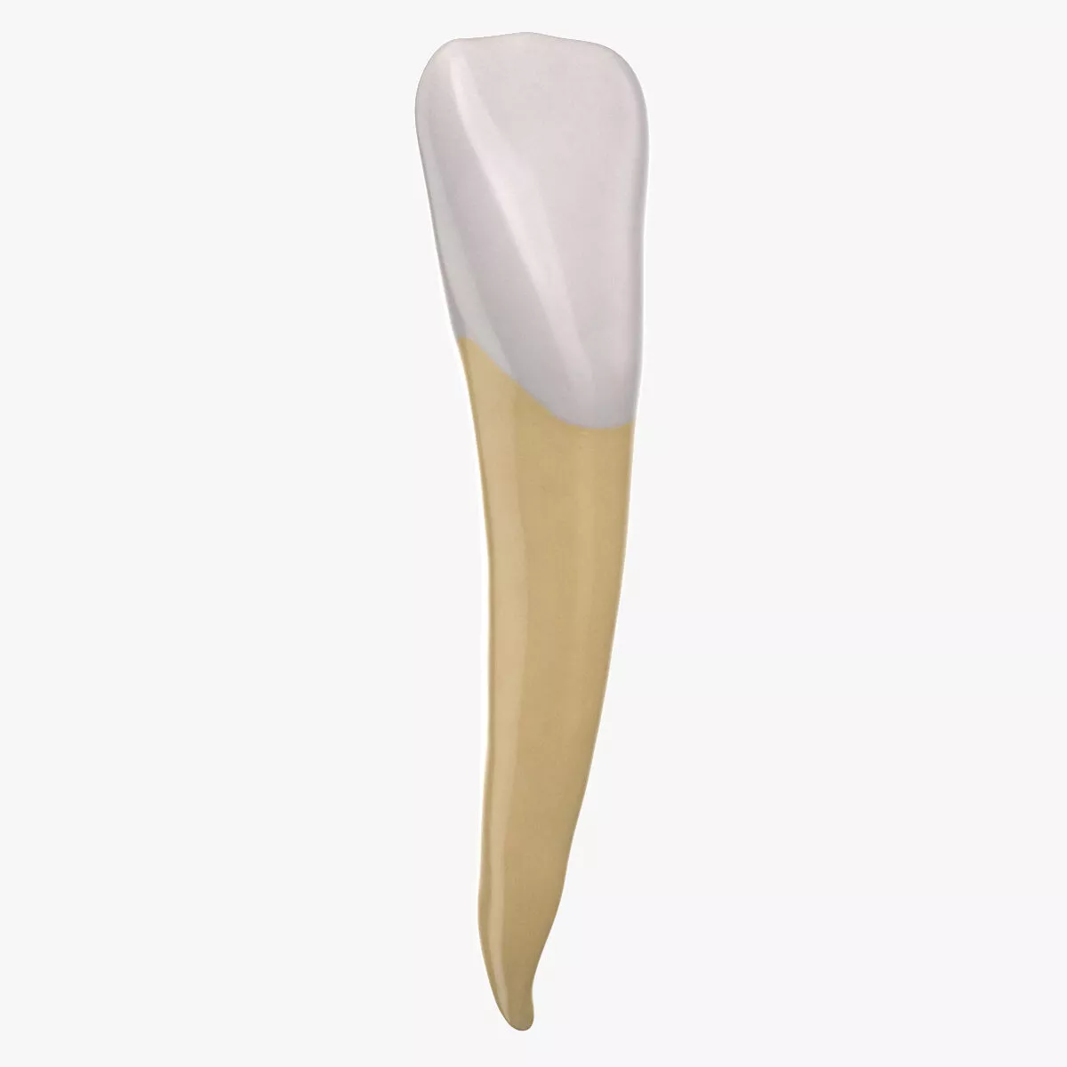 Incisor Lower Jaw 01 Clean 3D model
