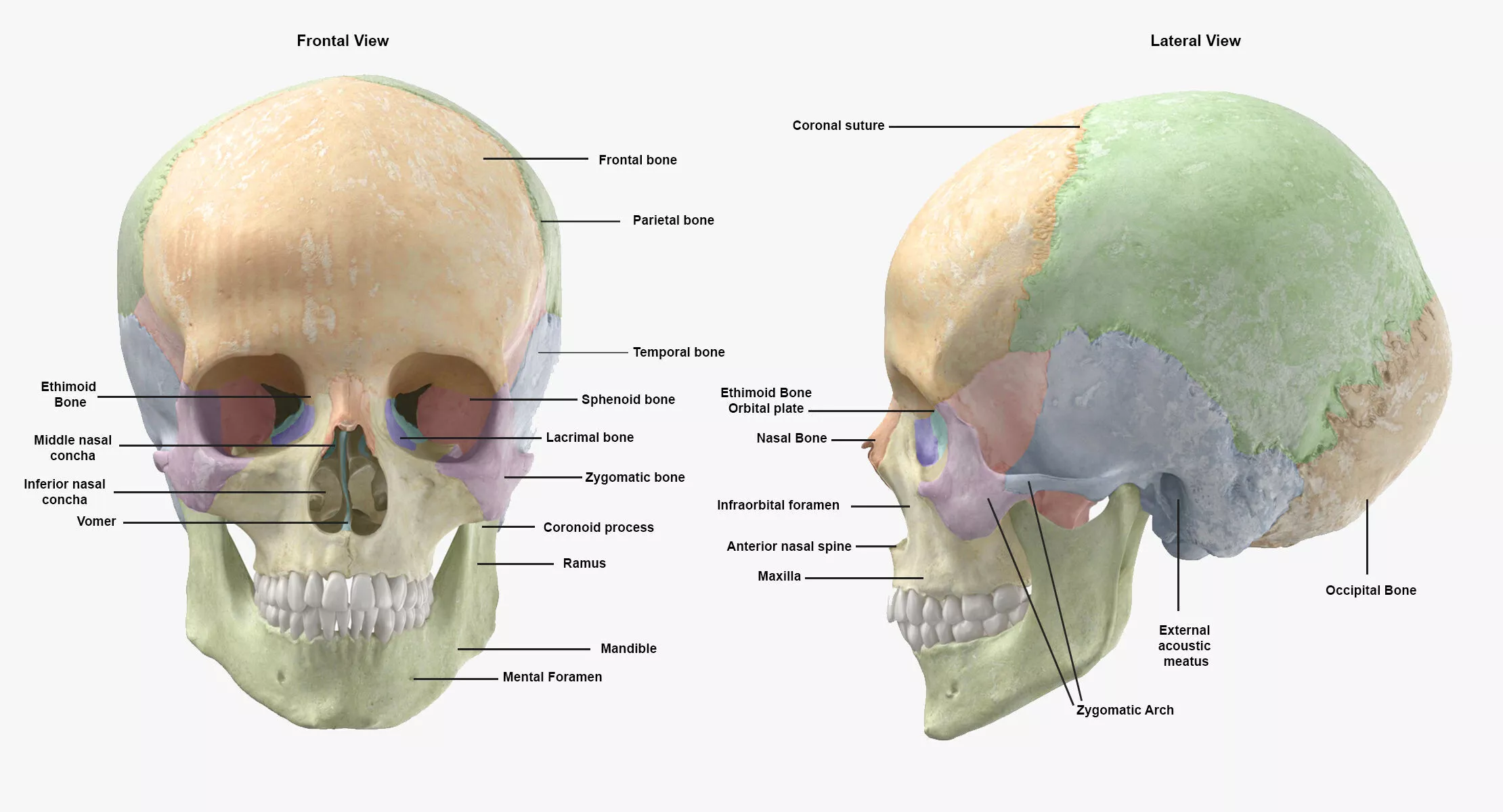 Real Human Woman Skull Cranial 01 With Teeth 3D model
