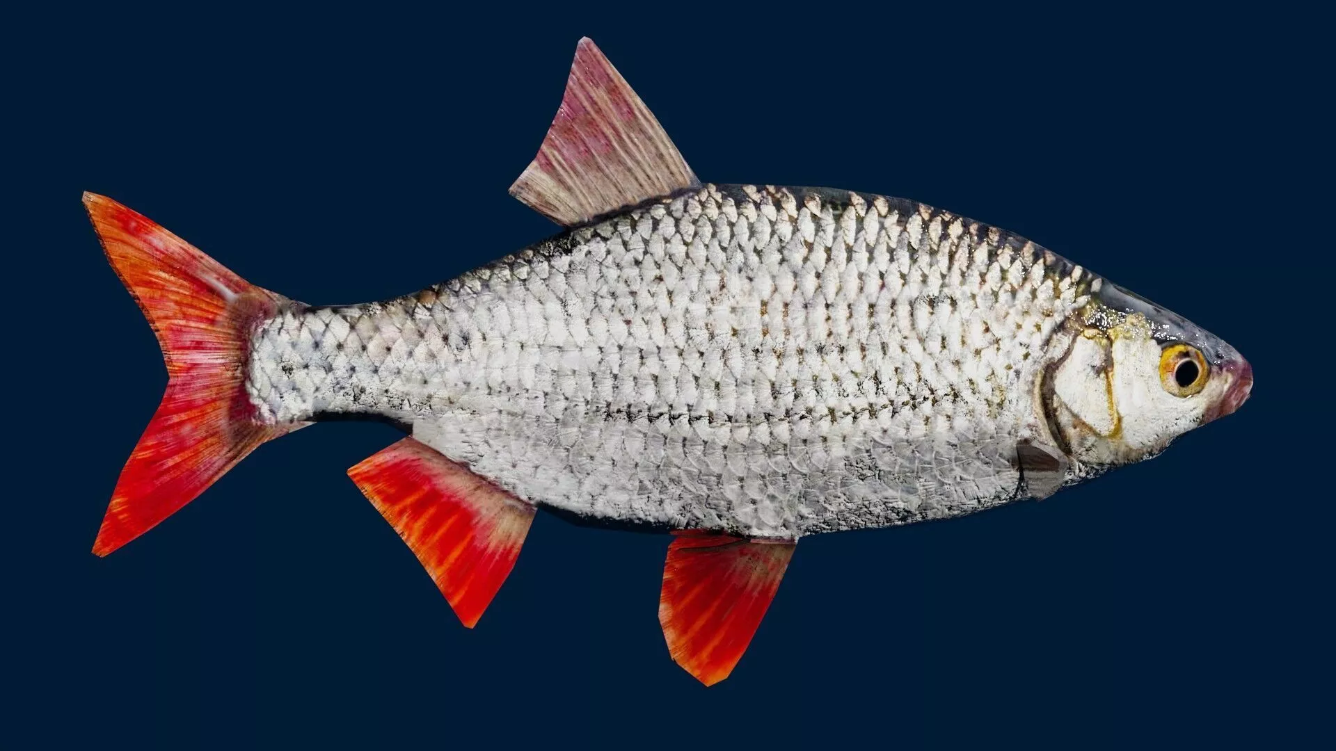 Rudd Fish Low-poly 3D model