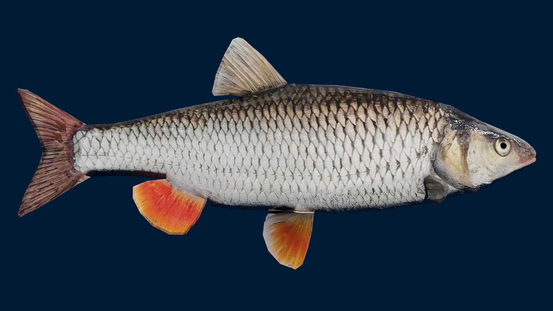 Chub Fish Low-poly 3D model