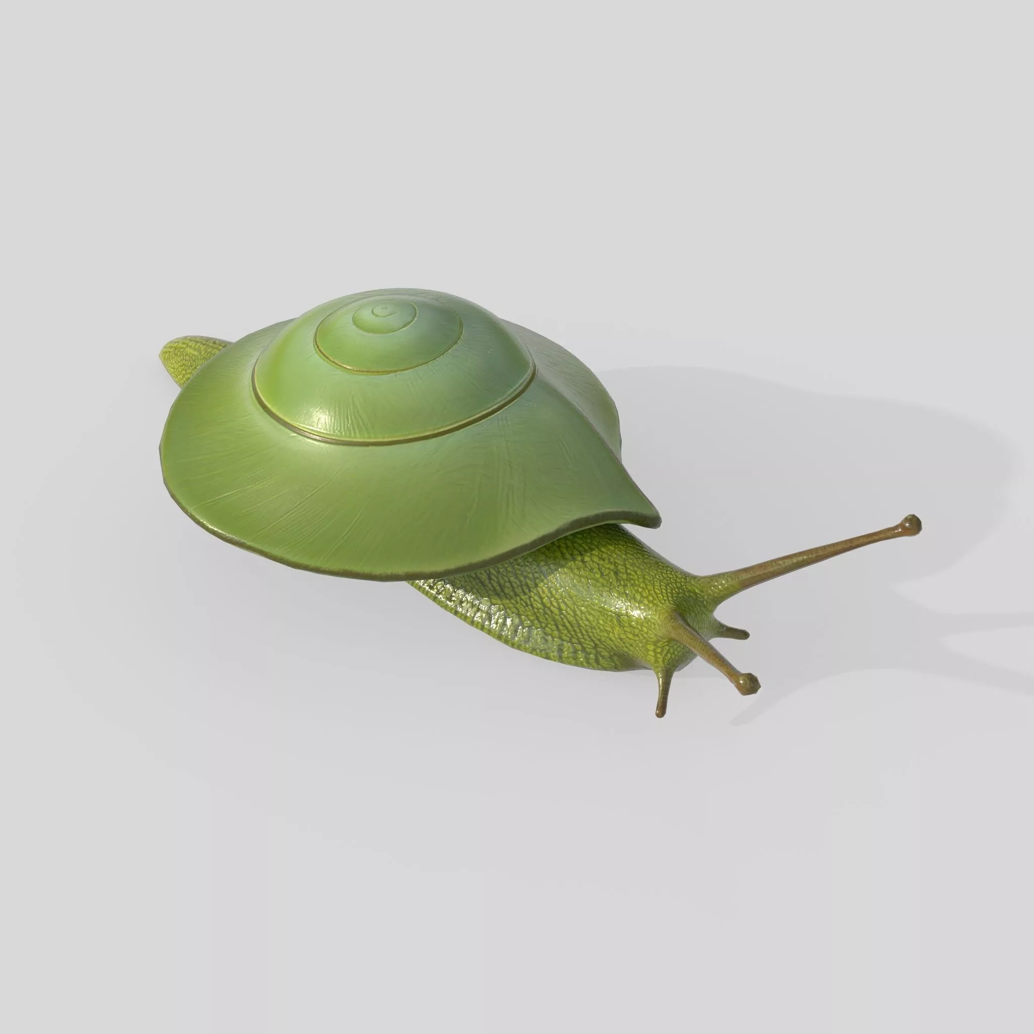 Rhinocochlis nasuta V2 Low-poly 3D model