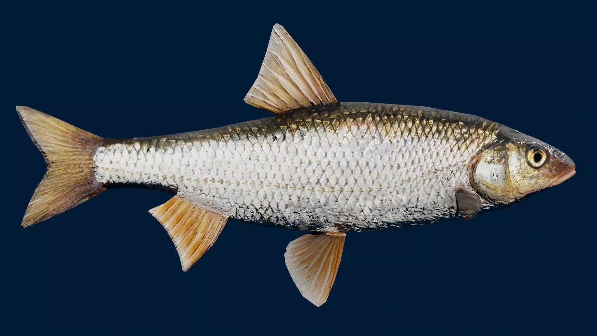Dace Fish Low-poly 3D model
