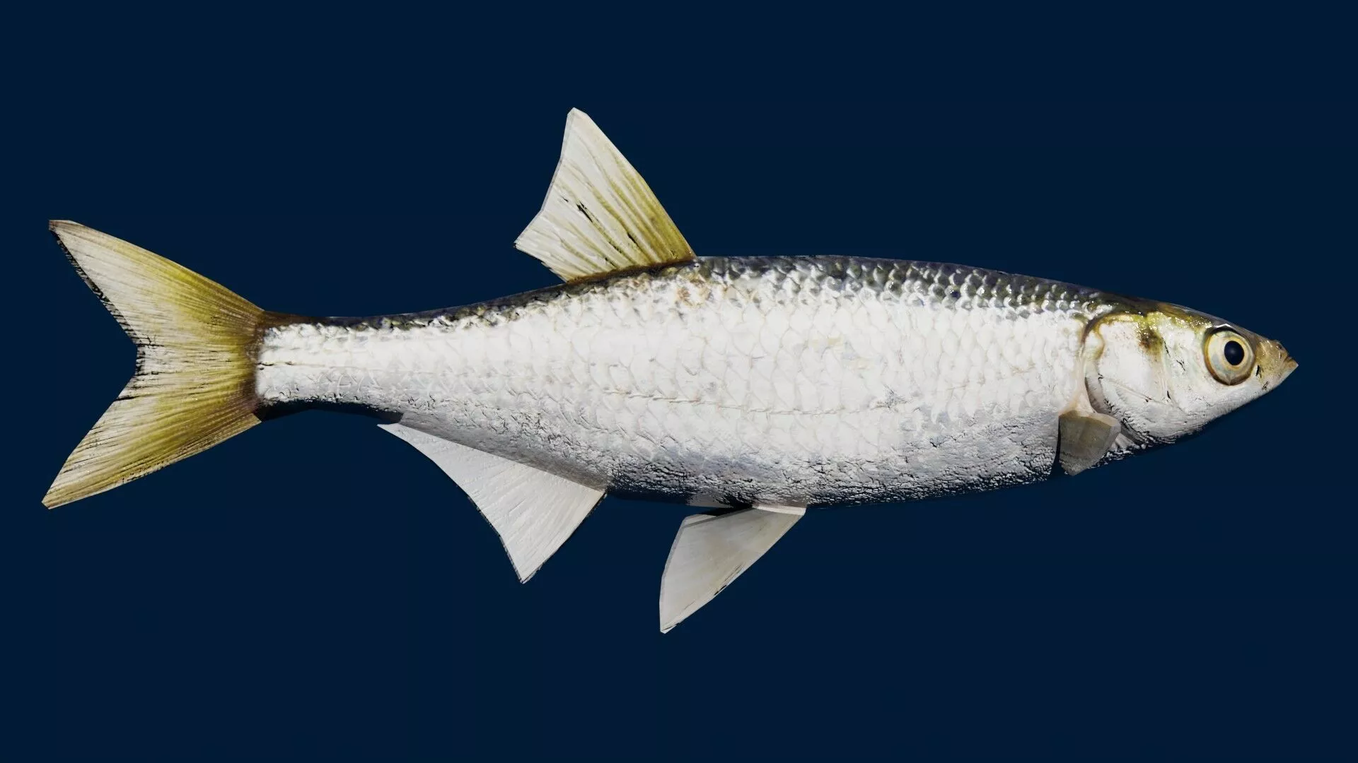 Bleak Fish Low-poly 3D model