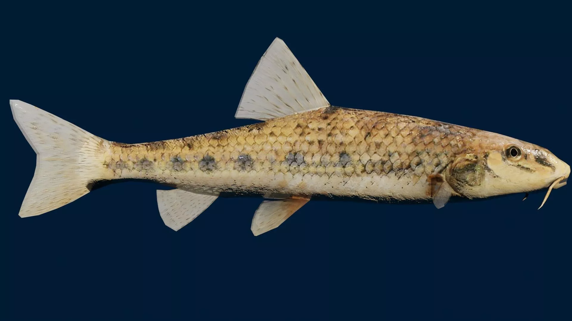 Gudgeon Fish Low-poly 3D model