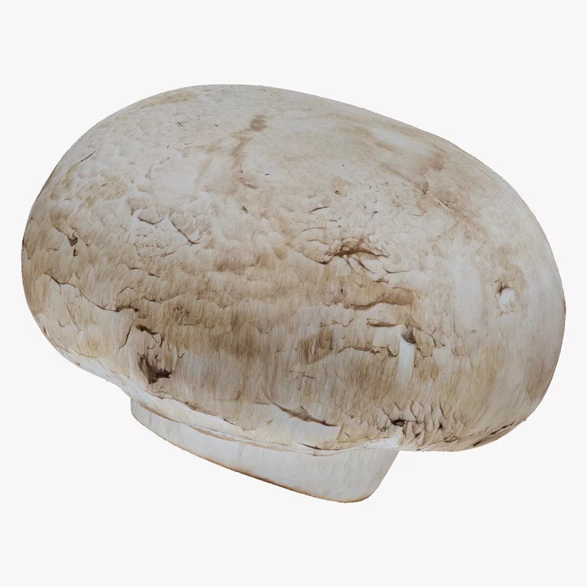 White Button Mushroom 03 RAW SCAN 3D model