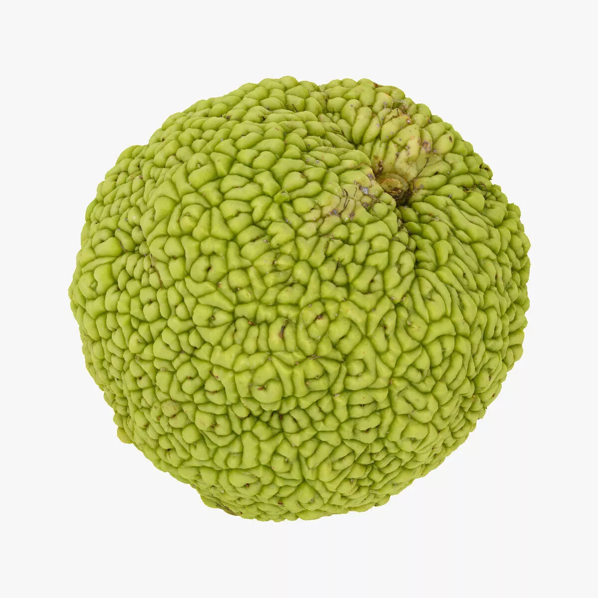 Maclura Pomifera Osage range 01 RAW SCAN 3D model