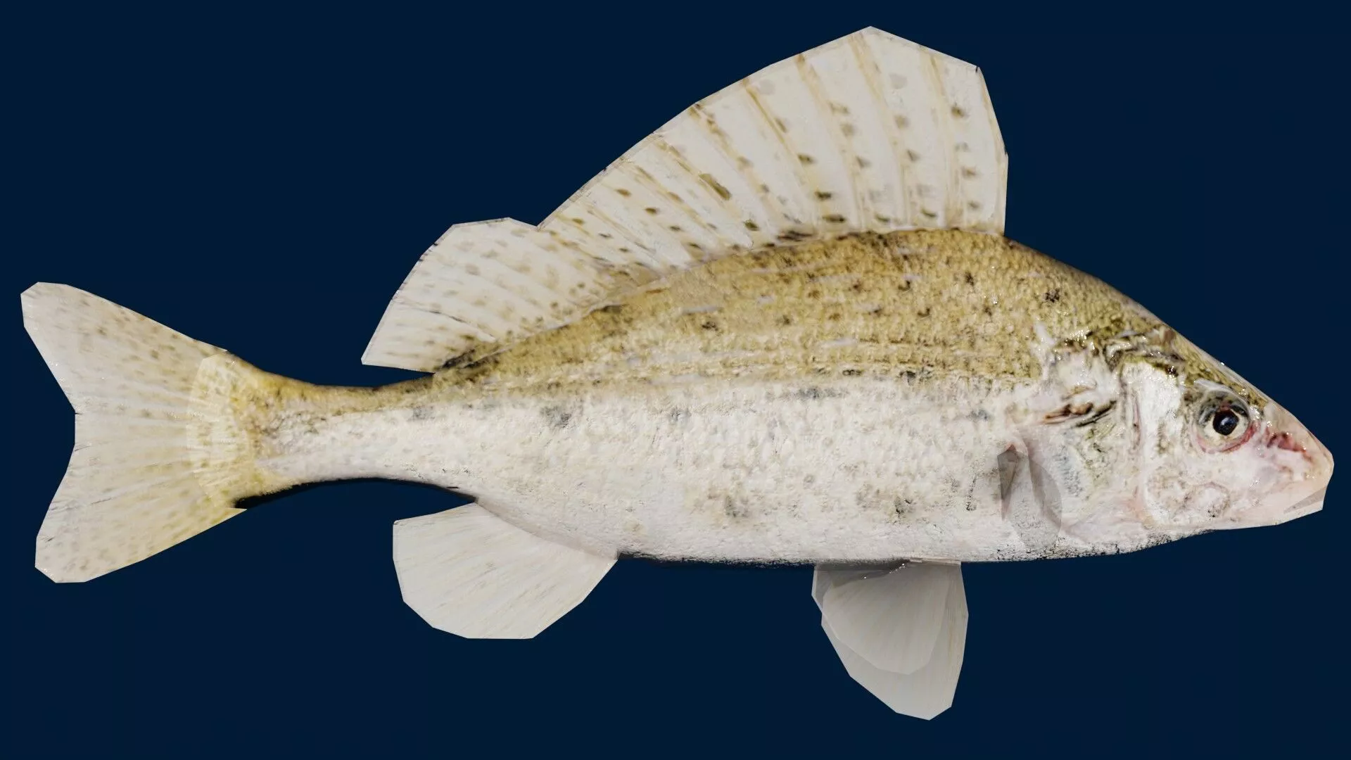 Ruffe Fish Low-poly 3D model