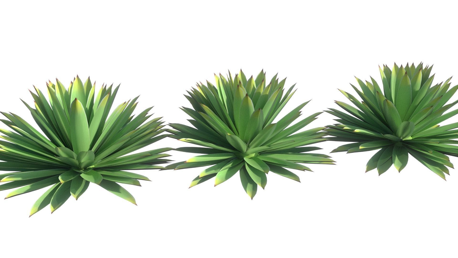 Agave angustifolia 3D model