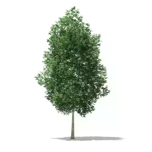 Tulip Tree Liriodendron 7m