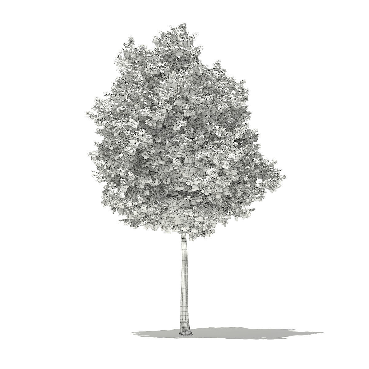 Tulip Tree Liriodendron 8m 3D model_1