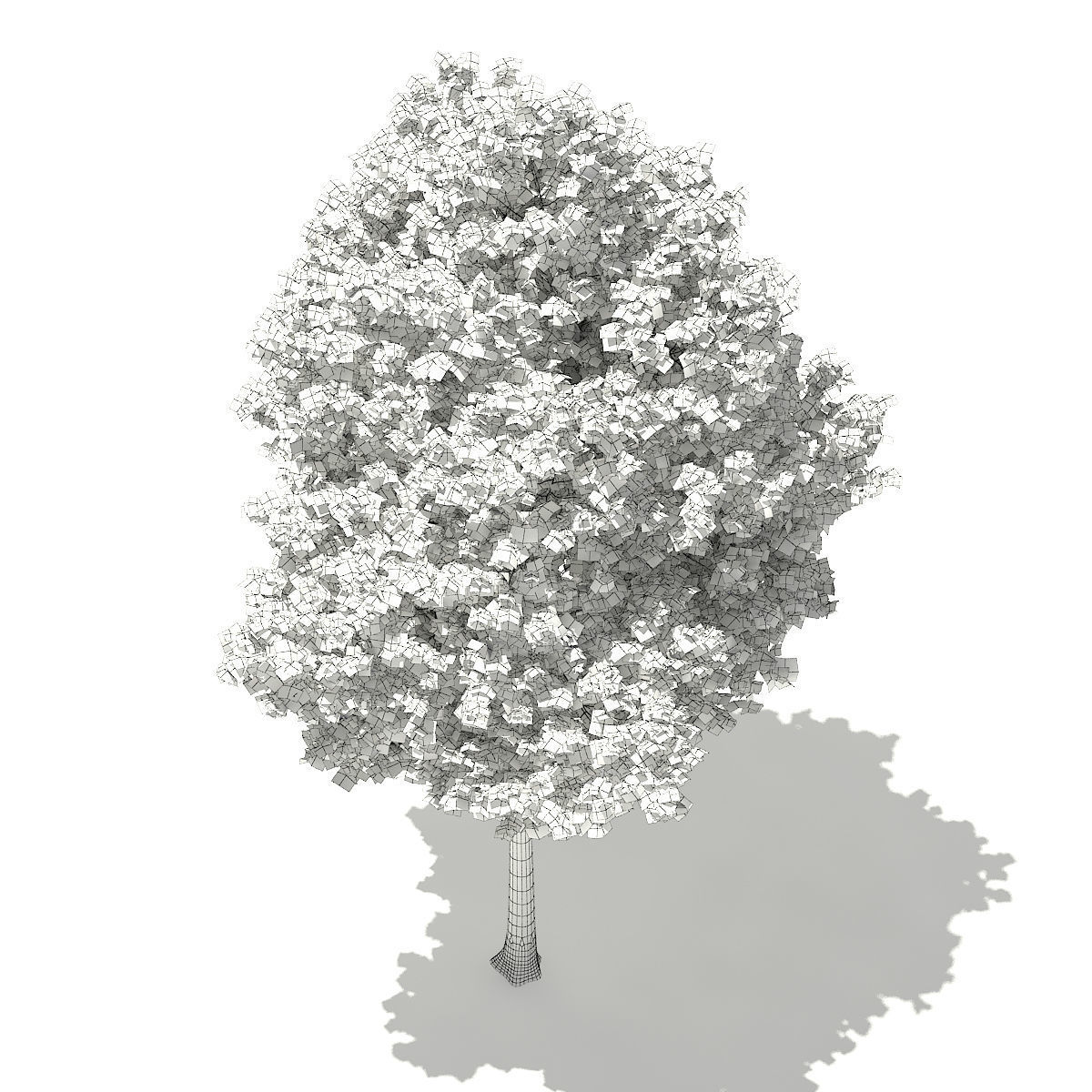 Tulip Tree Liriodendron 8m 3D model_5