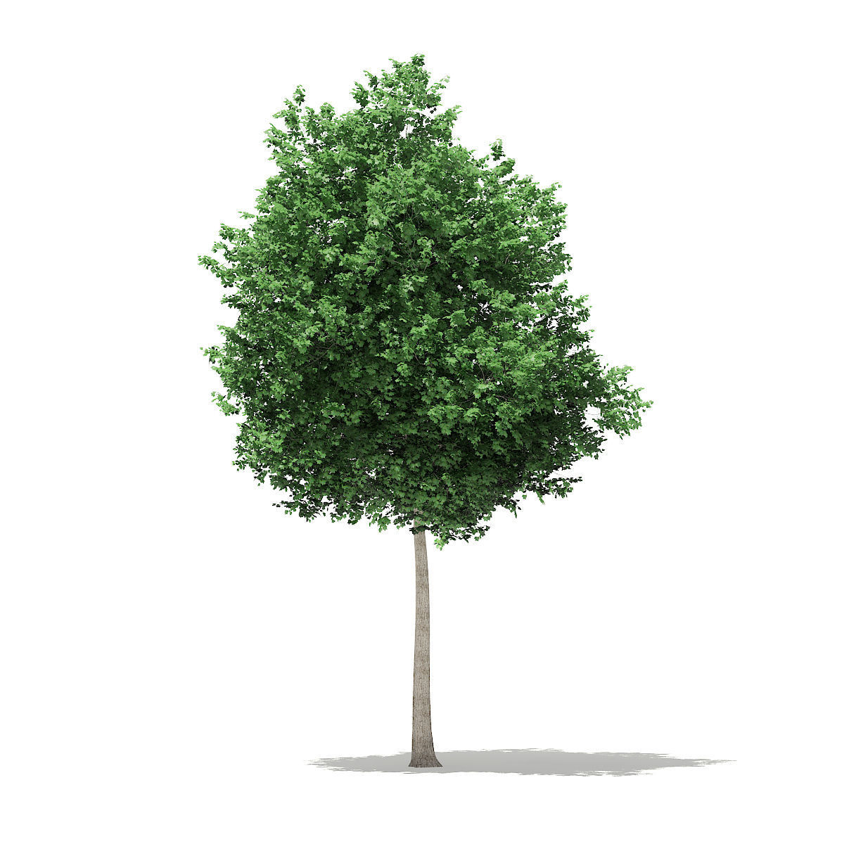 Tulip Tree Liriodendron 8m 3D model_2