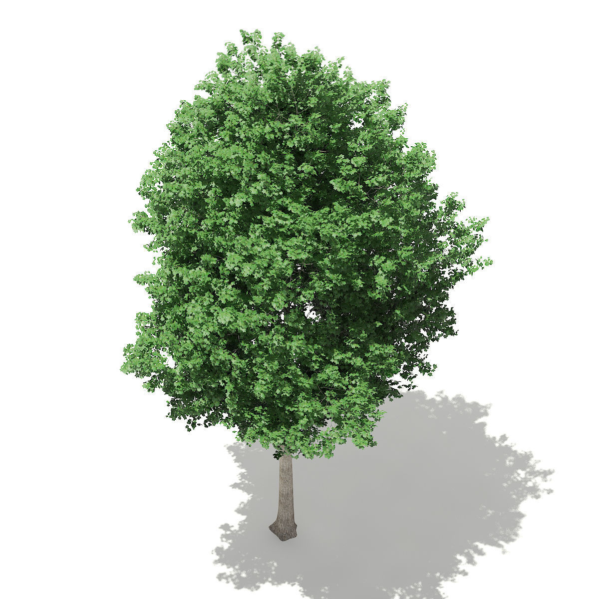 Tulip Tree Liriodendron 8m 3D model_4