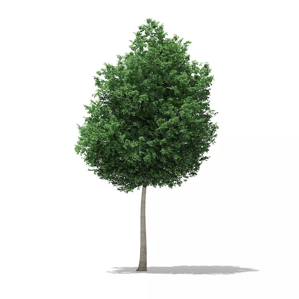 Tulip Tree Liriodendron 8m 3D model_0