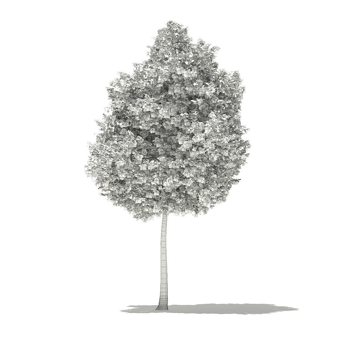 Tulip Tree Liriodendron 8m 3D model_3