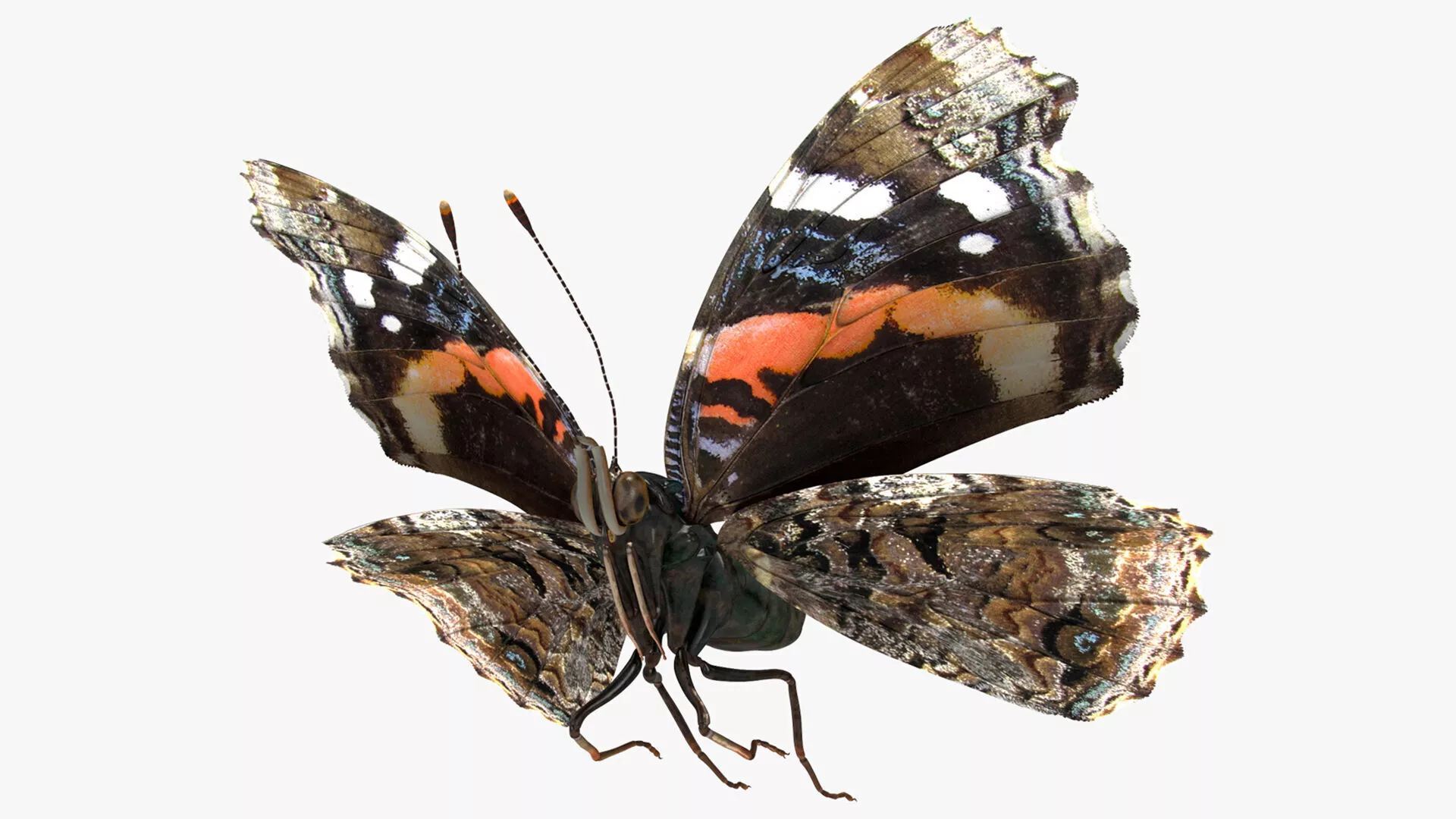 Animated Flight Red Admirable Butterfly Rigged 3D model