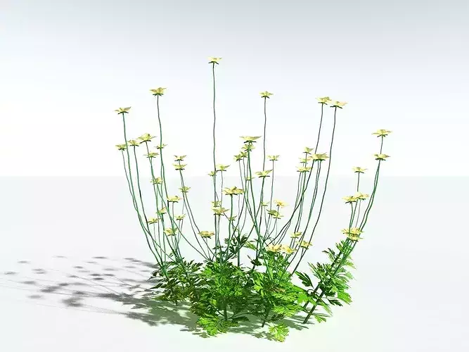 EVERYPlant Western Buttercup