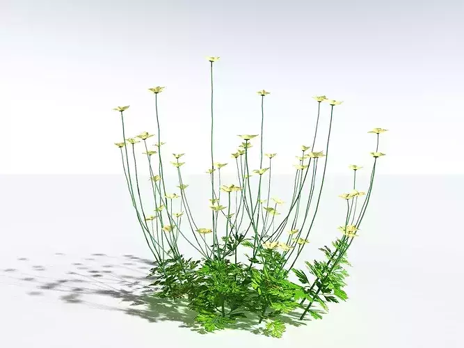 EVERYPlant Western Buttercup LowPoly