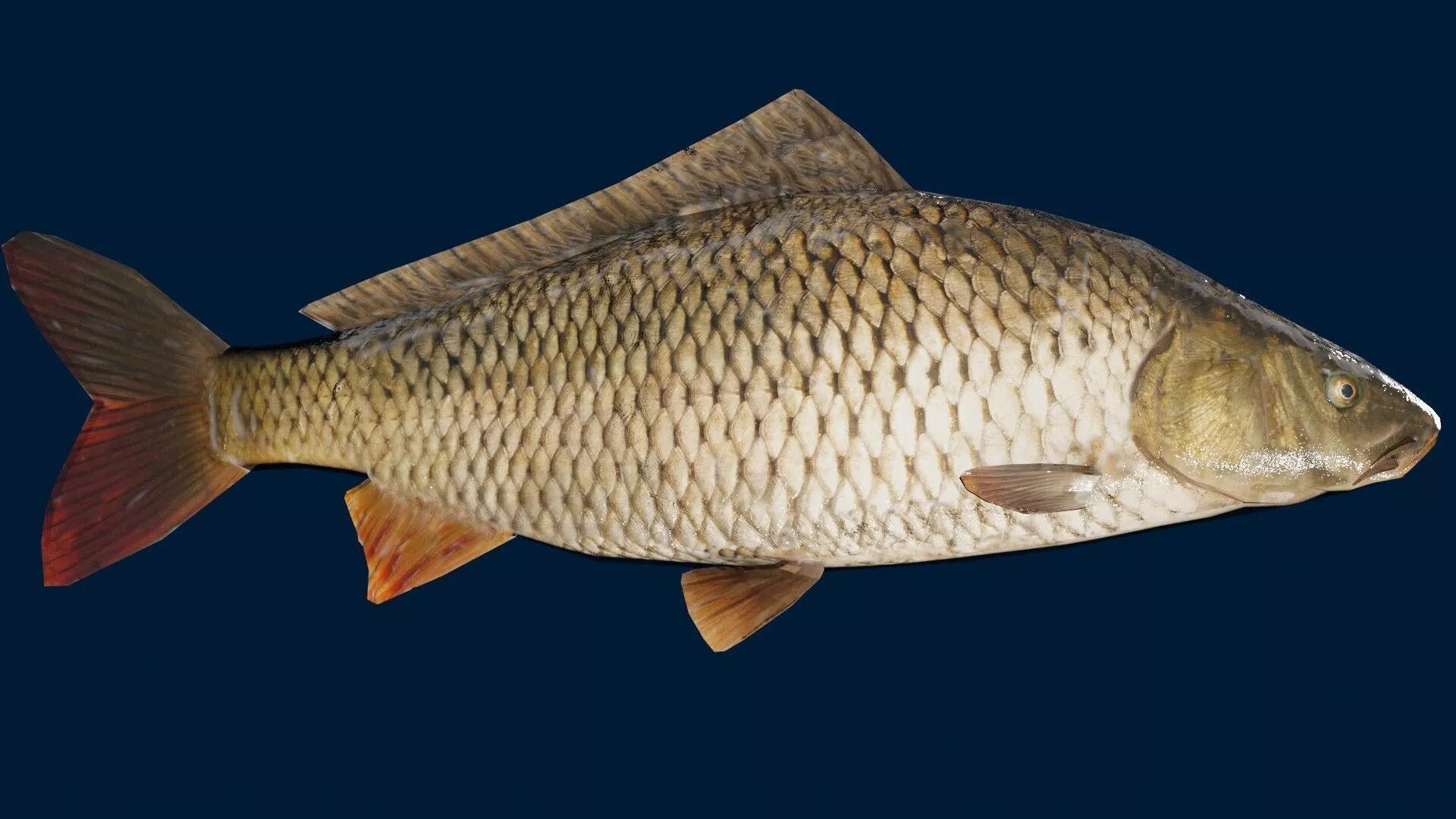 Wild and Leather carp Fish Low-poly 3D model