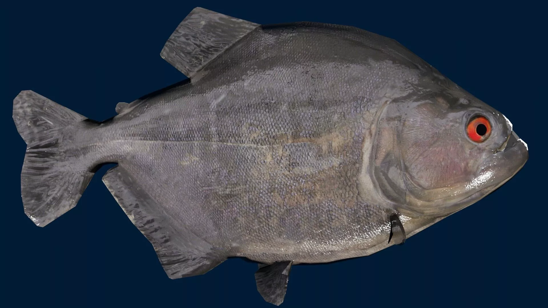 Black piranha Fish Low-poly 3D model