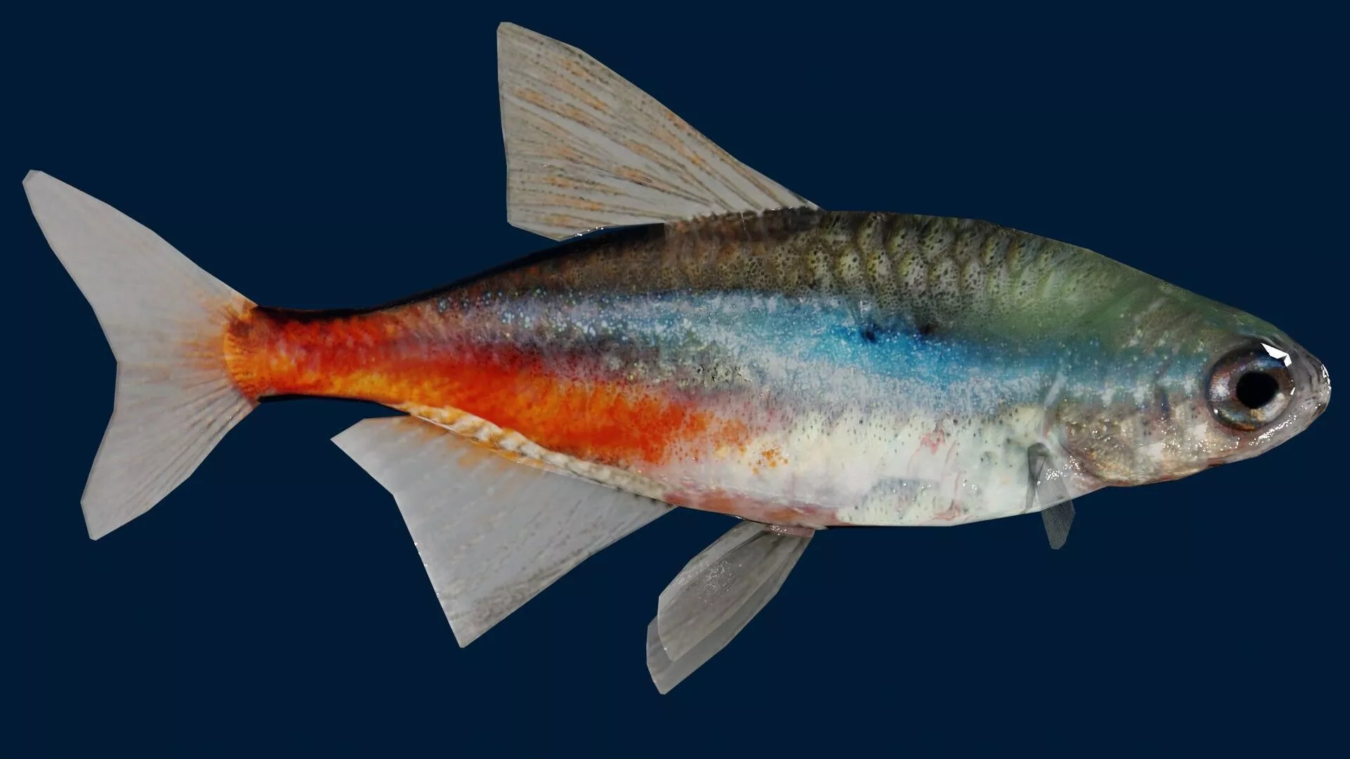 Neon tetra Fish Low-poly 3D model