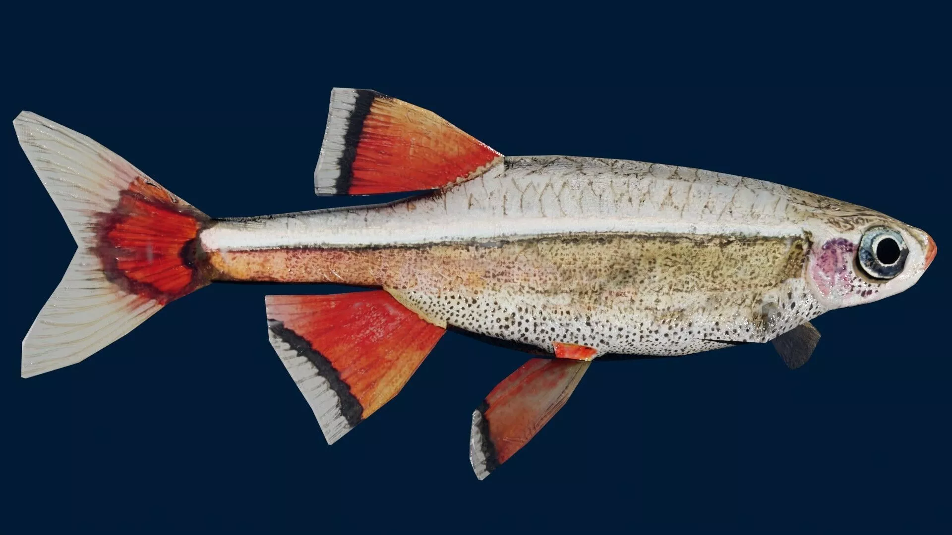 White cloud mountain minnow Fish Low-poly 3D model