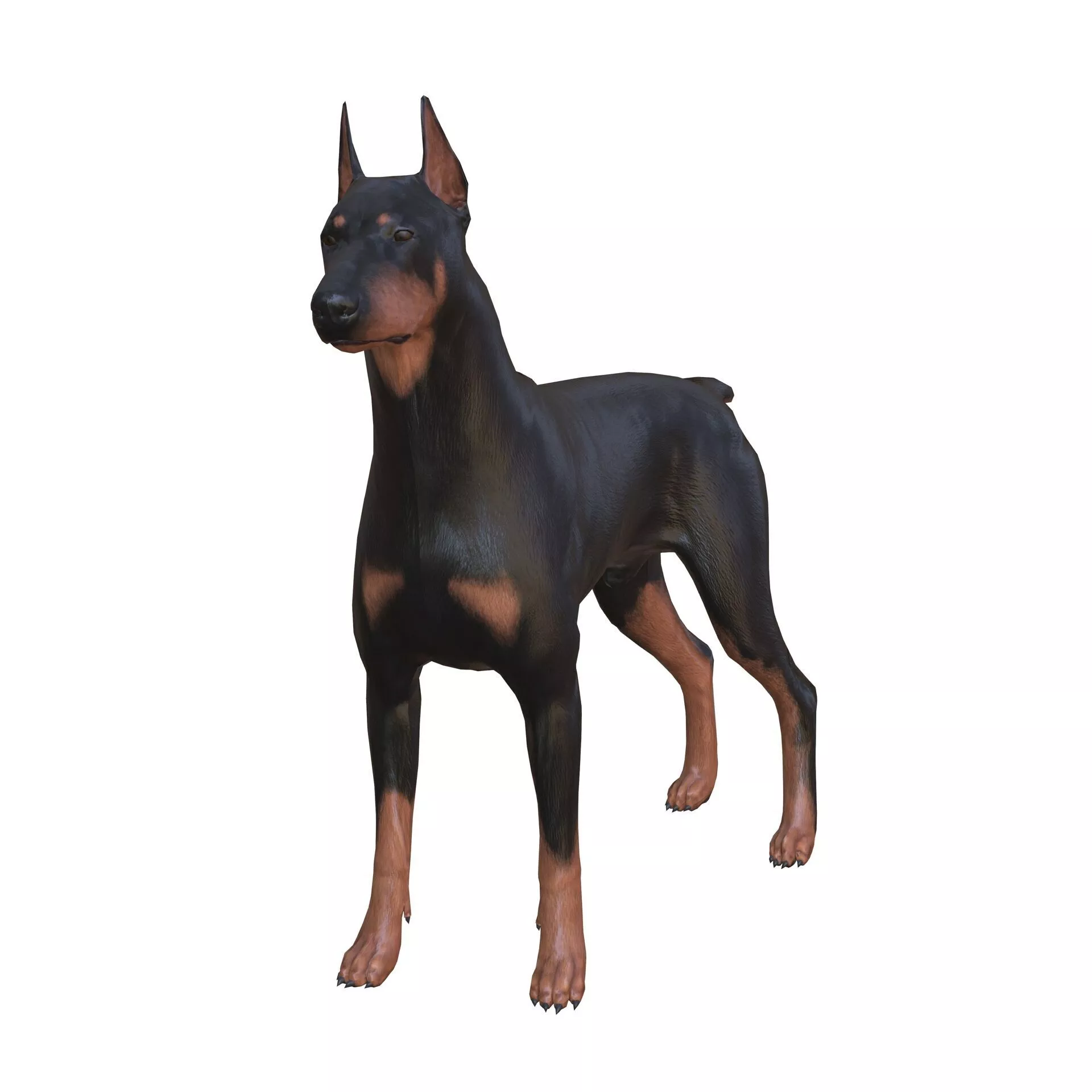 Doberman DOG CANINE LABRADOR BULLDOG GERMAN ANIMATED Low-poly 3D model