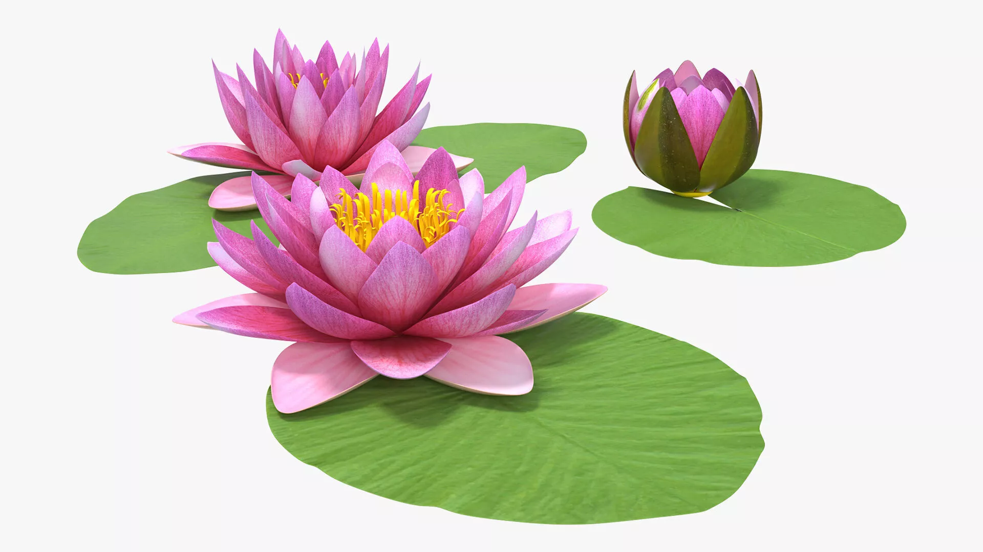 Nymphaea Siam Purple Set with Leaves 3D model