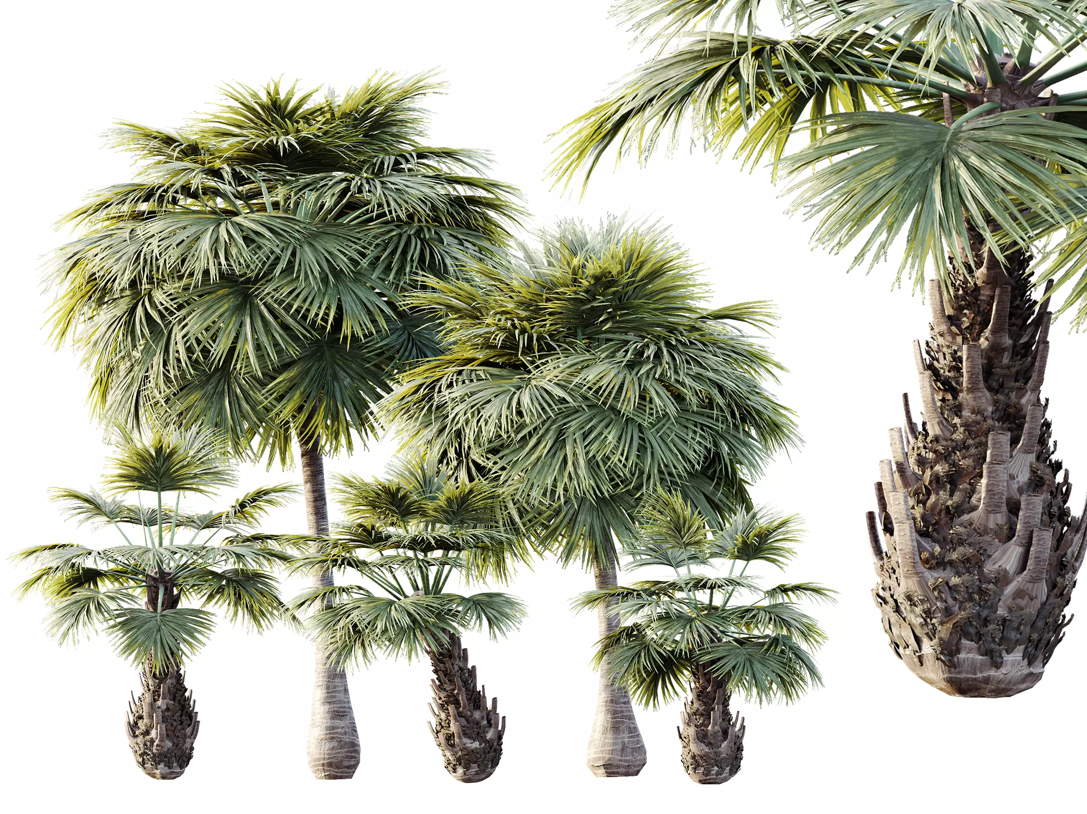 AV Plant Borassus Flabellifer 6 Palm Tree 03 3D model