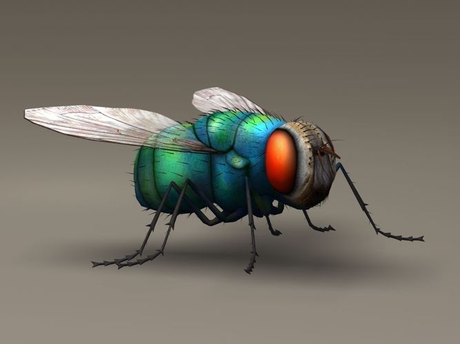 Housefly Lowpoly fly Low-poly 3D model