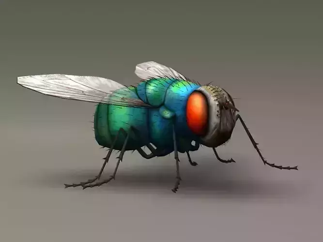 Housefly Lowpoly fly Low-poly 3D model