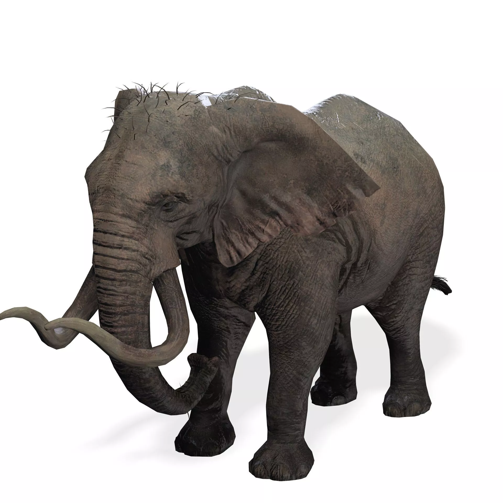 Elephant RIGGED ANATOMY ANIMAL JUNGLE AFRICA Low-poly 3D model