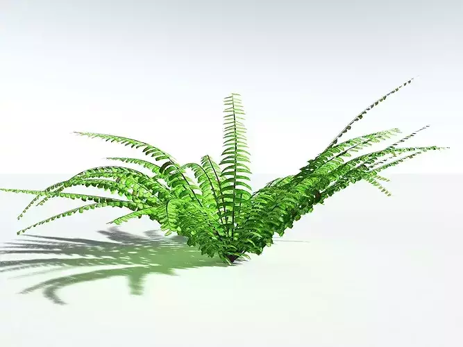 EVERYPlant Western Maidenhair Fern