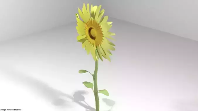 Flower - Sunflower