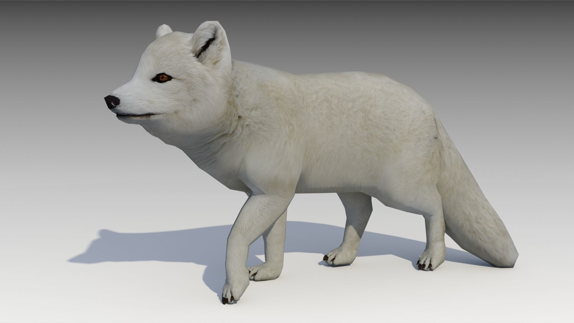Artic Fox Low-poly 3D model_4