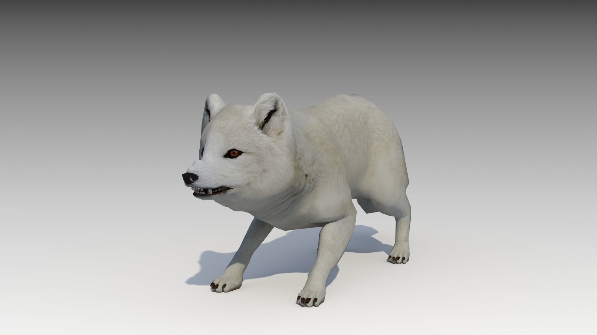 Artic Fox Low-poly 3D model_7